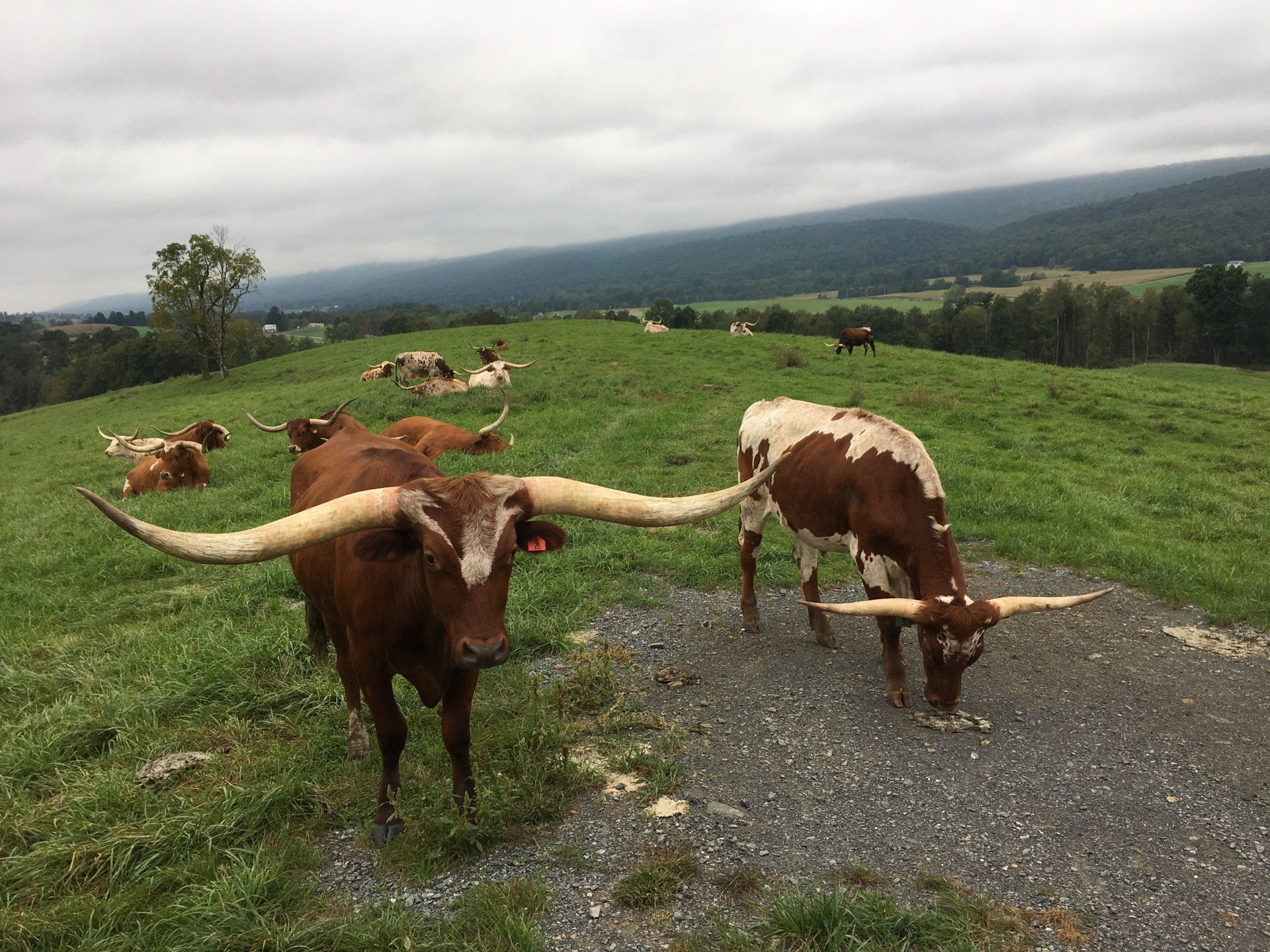 Longhorn Cattle
