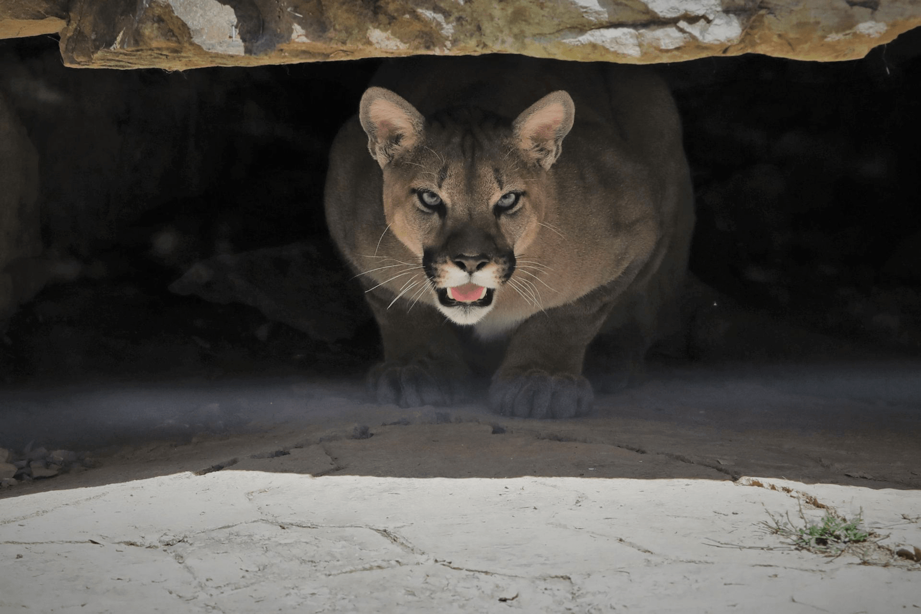 Mountain Lion crouching under rock on the Farm-Nature-Wildlife Tour at Penn's Cave & Wildlife Park.