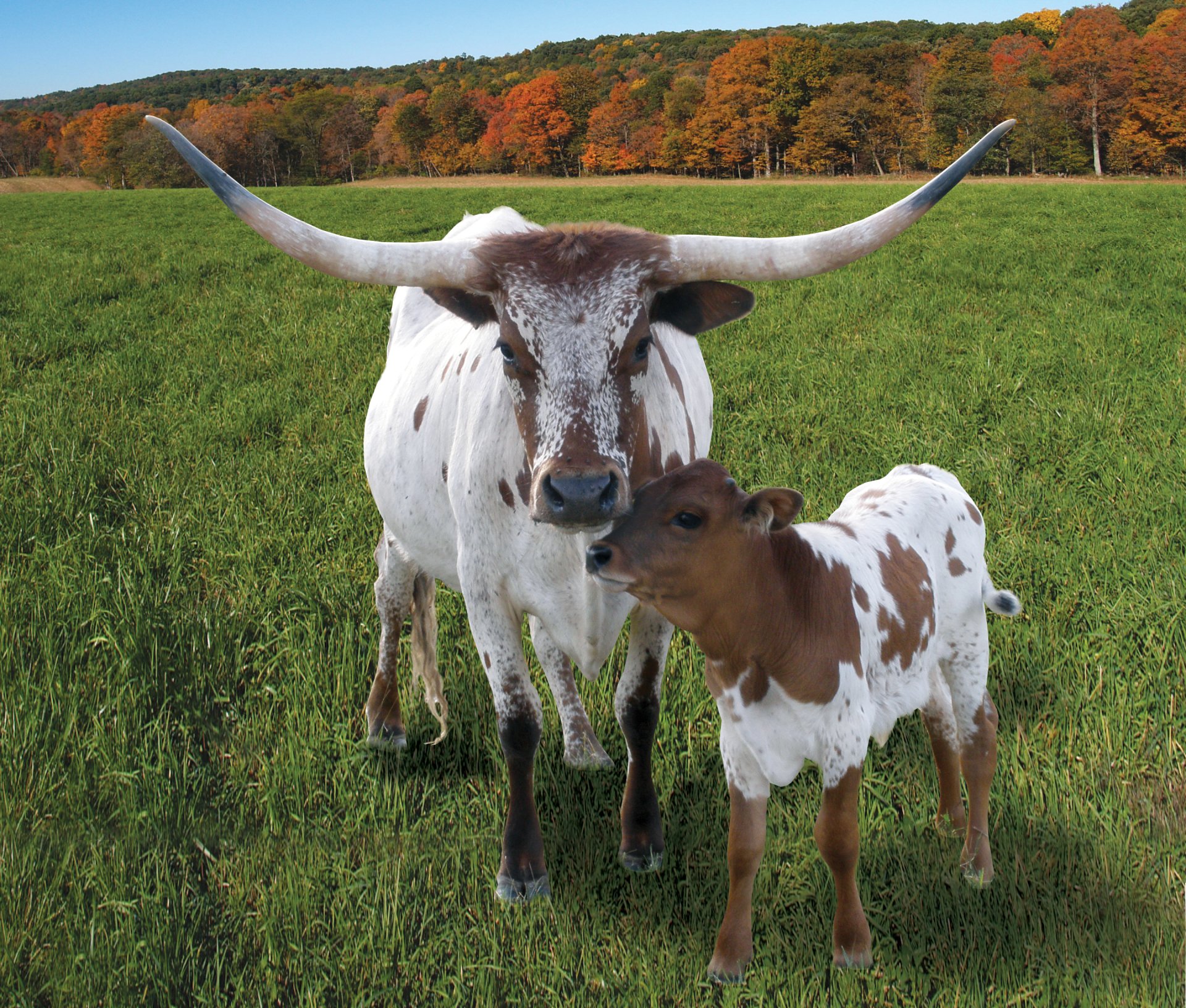Longhorn Cattle