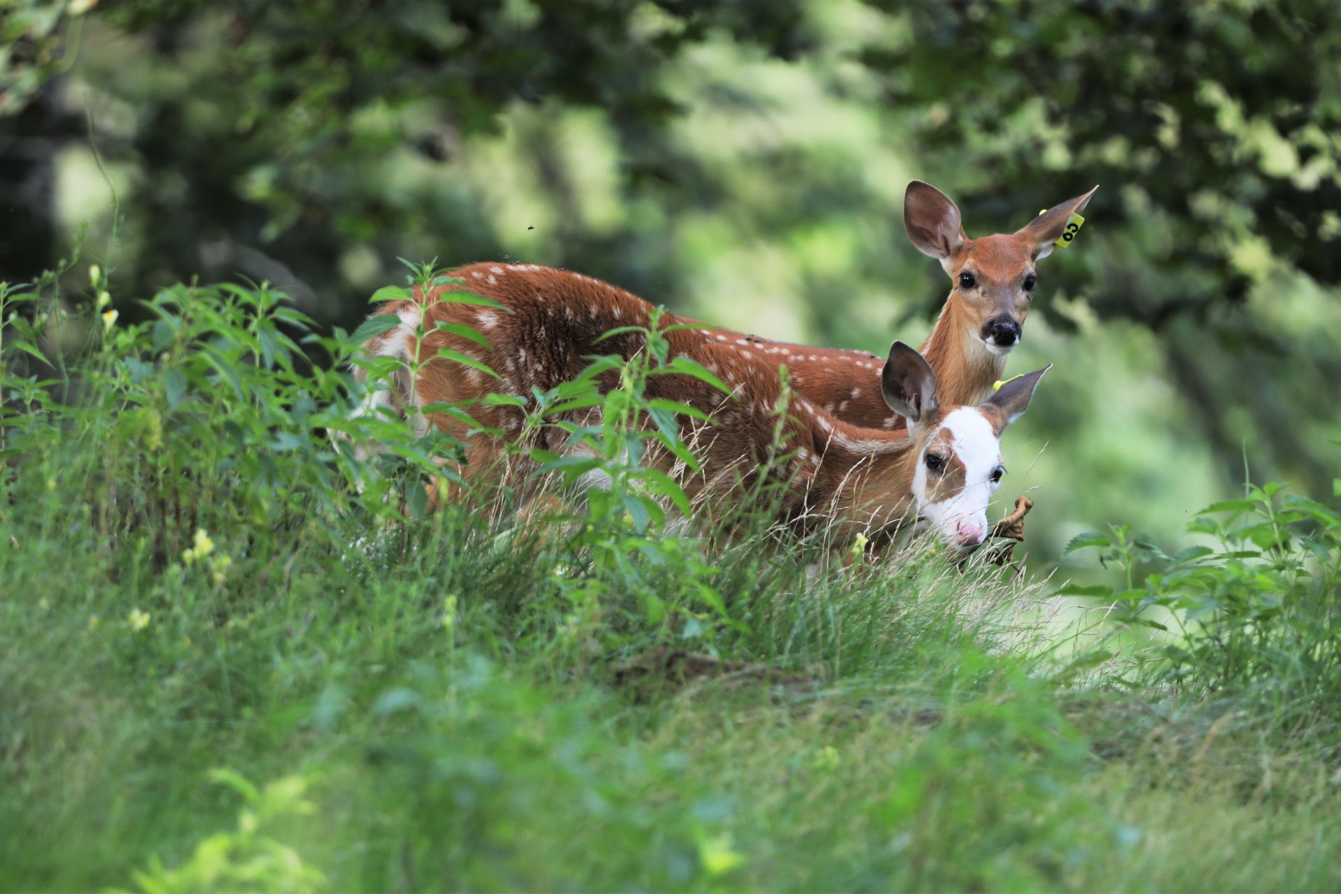 Piebald deer fawn